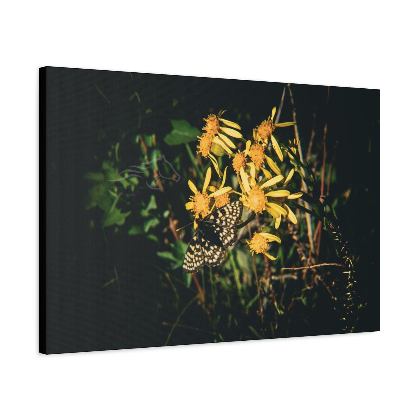 Checkerspot Butterfly Canvas