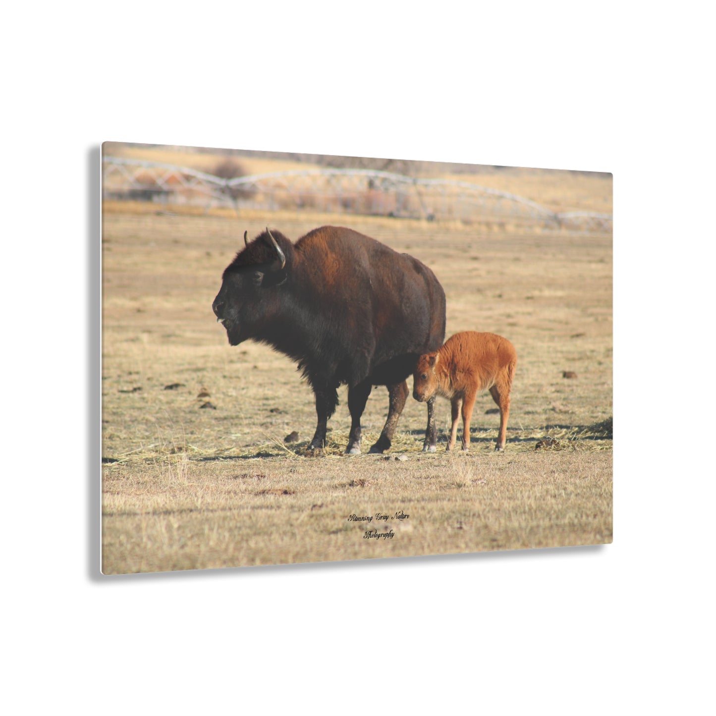 Momma and Baby Buffalo Acrylic Prints