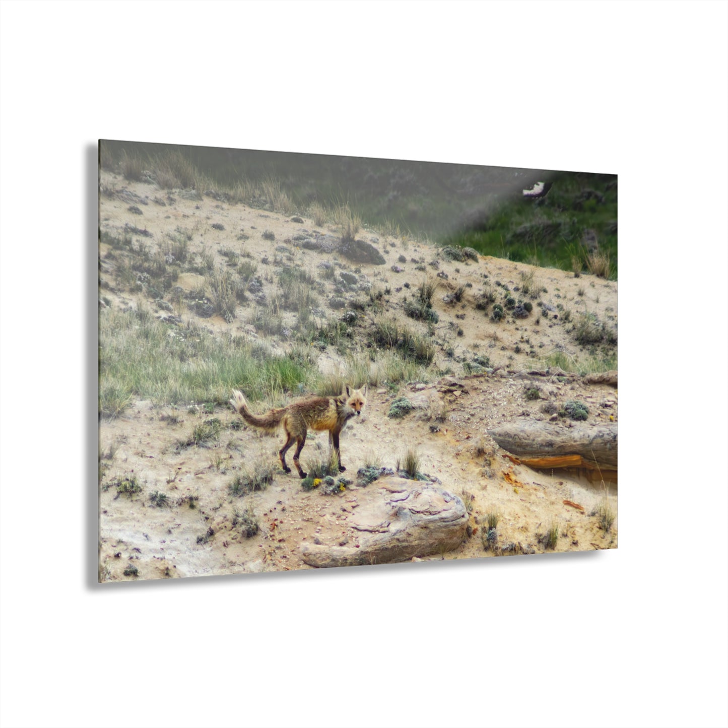 Swift Fox and an Eagle