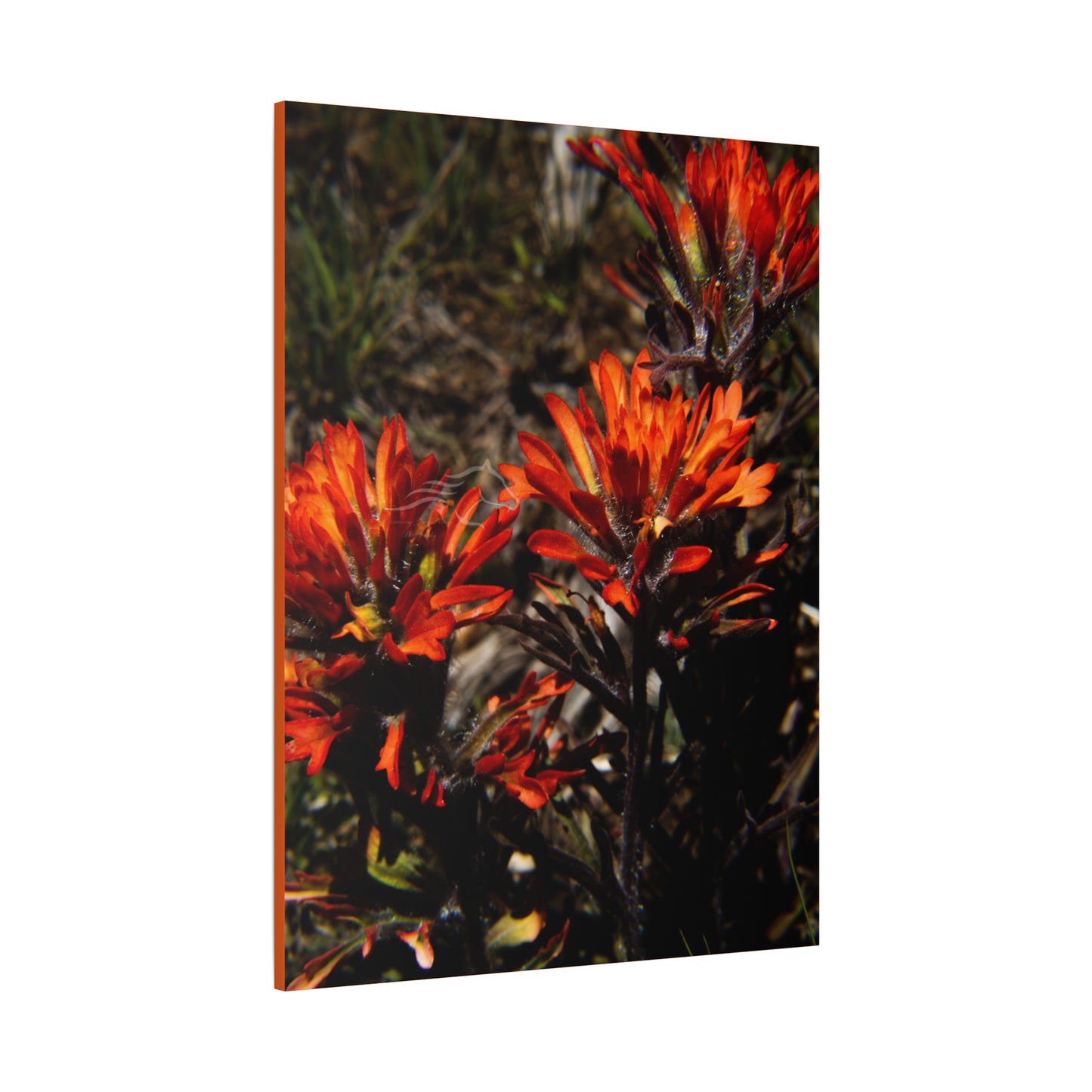 Indian Paint Brush Canvas