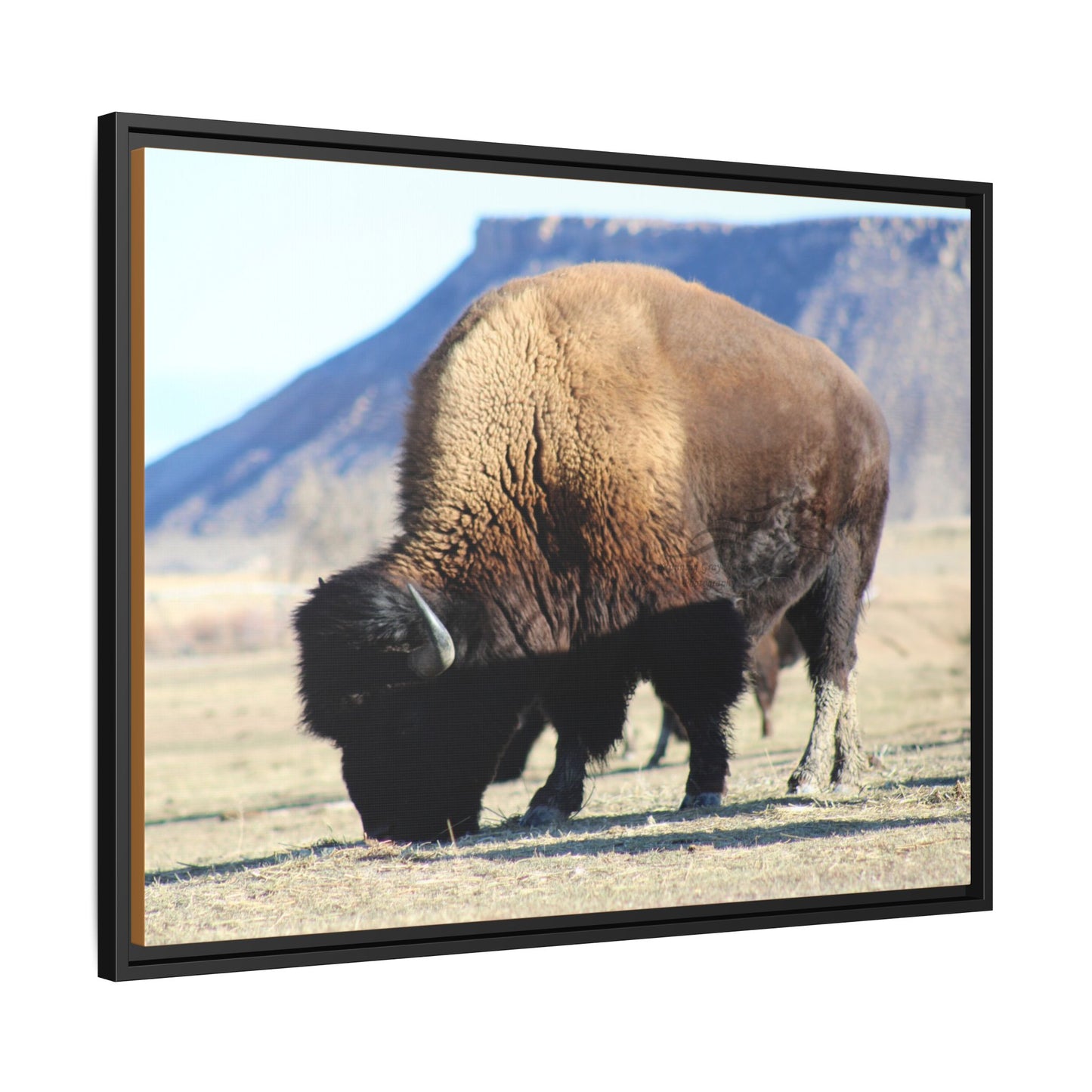 Big Daddy Buffalo Framed Canvas