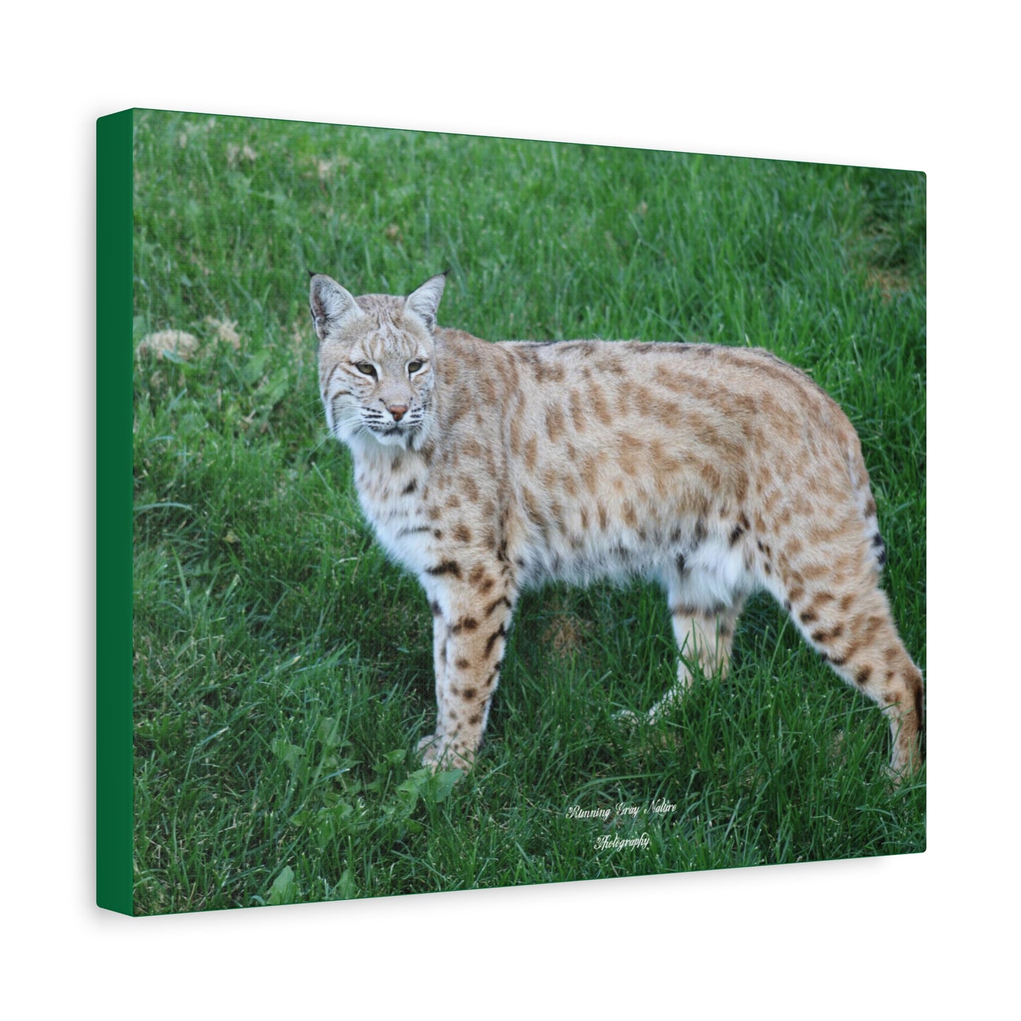 Bobcat Matte Canvas, Stretched, 1.25"