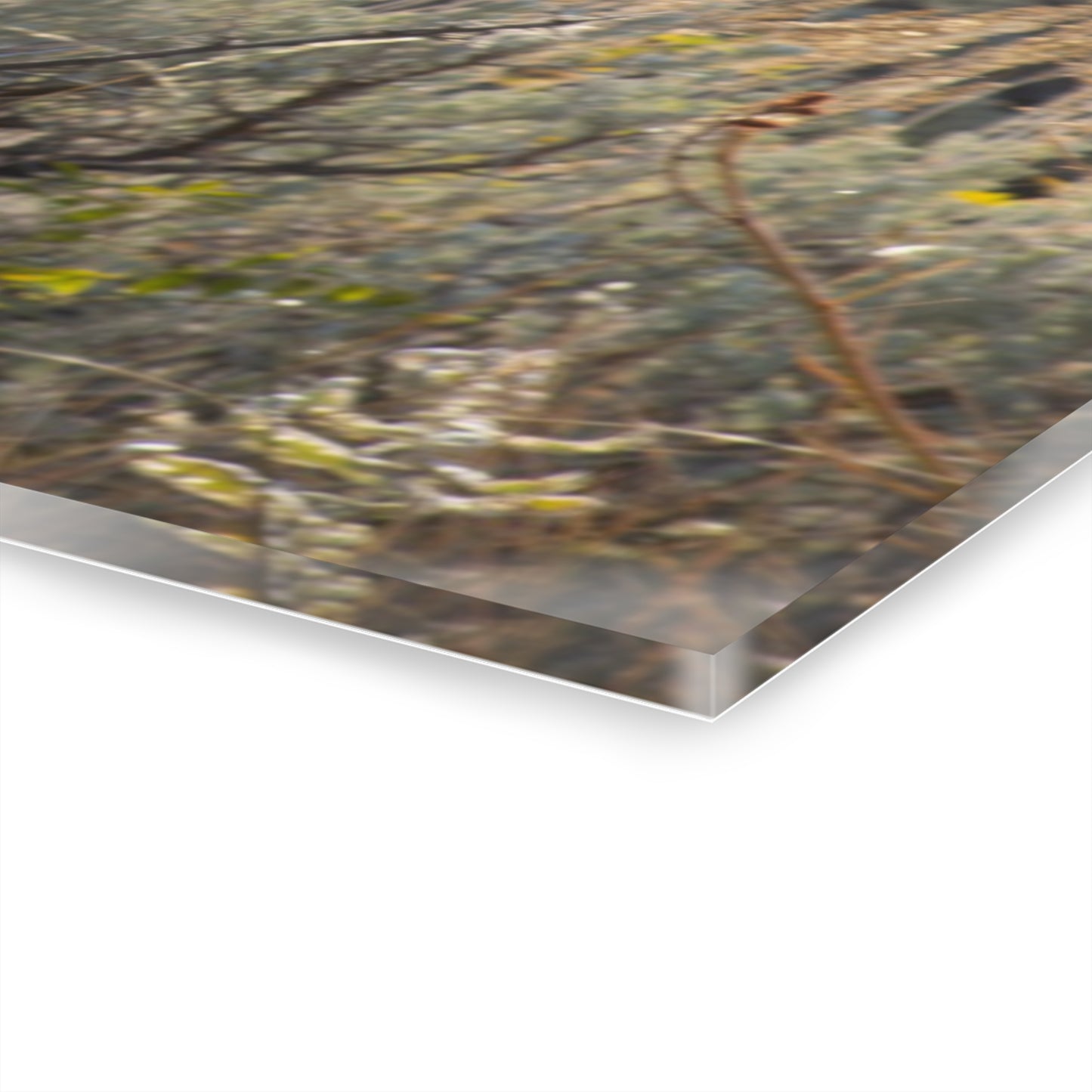 Wyoming Sage Grouse Acrylic