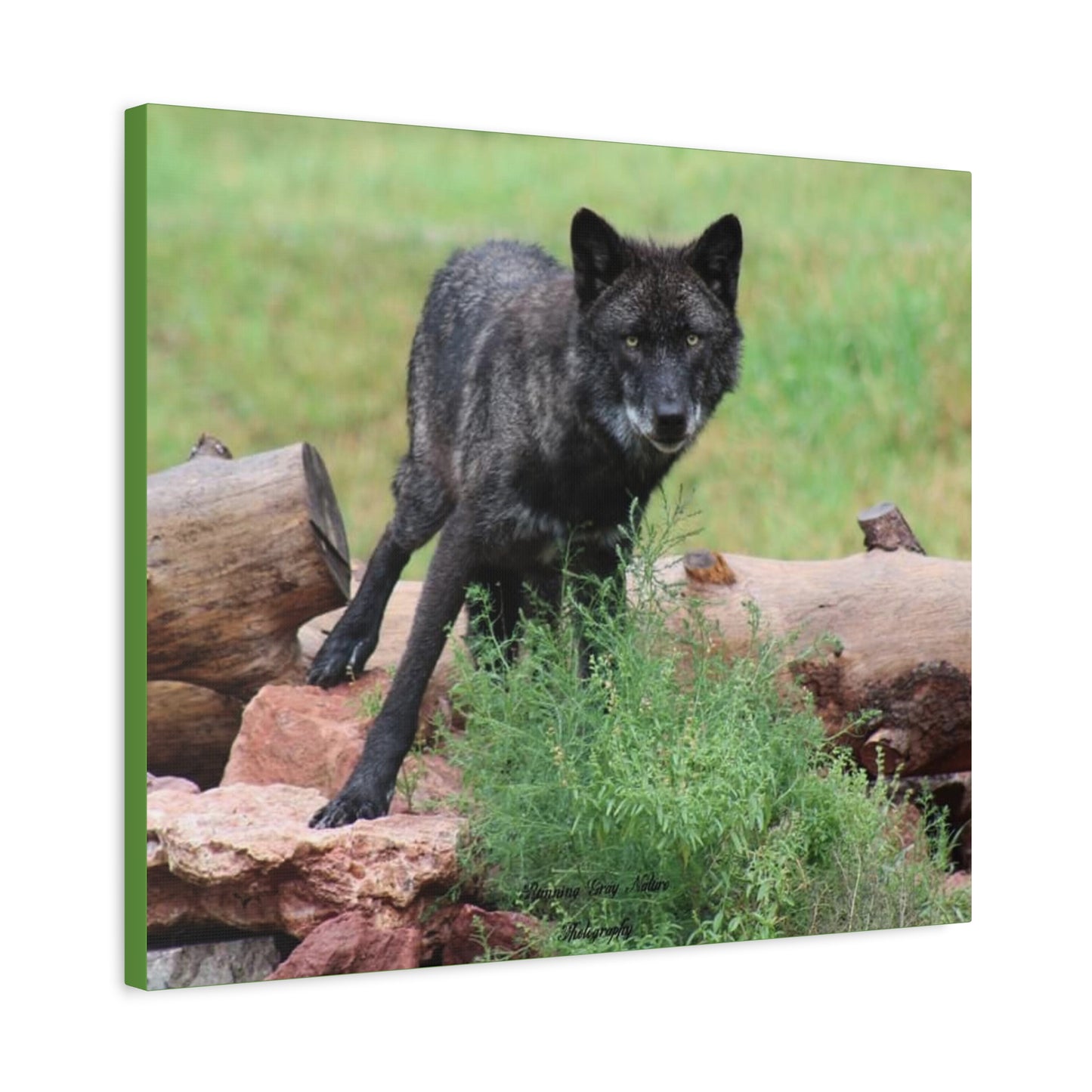 Black Wolf Matte Canvas, Stretched, 1.25"