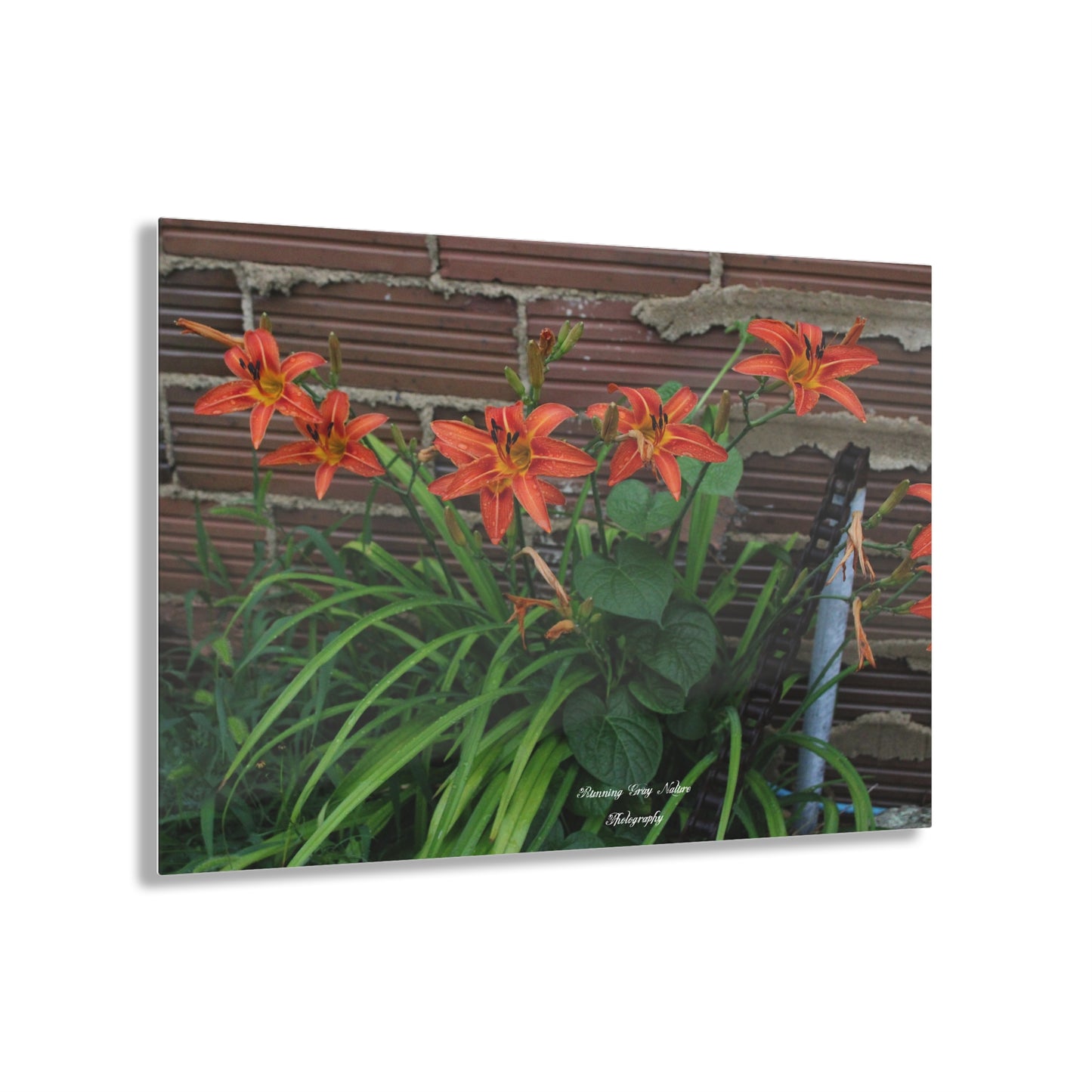 Tiger Orange Day Lily Acrylic Prints