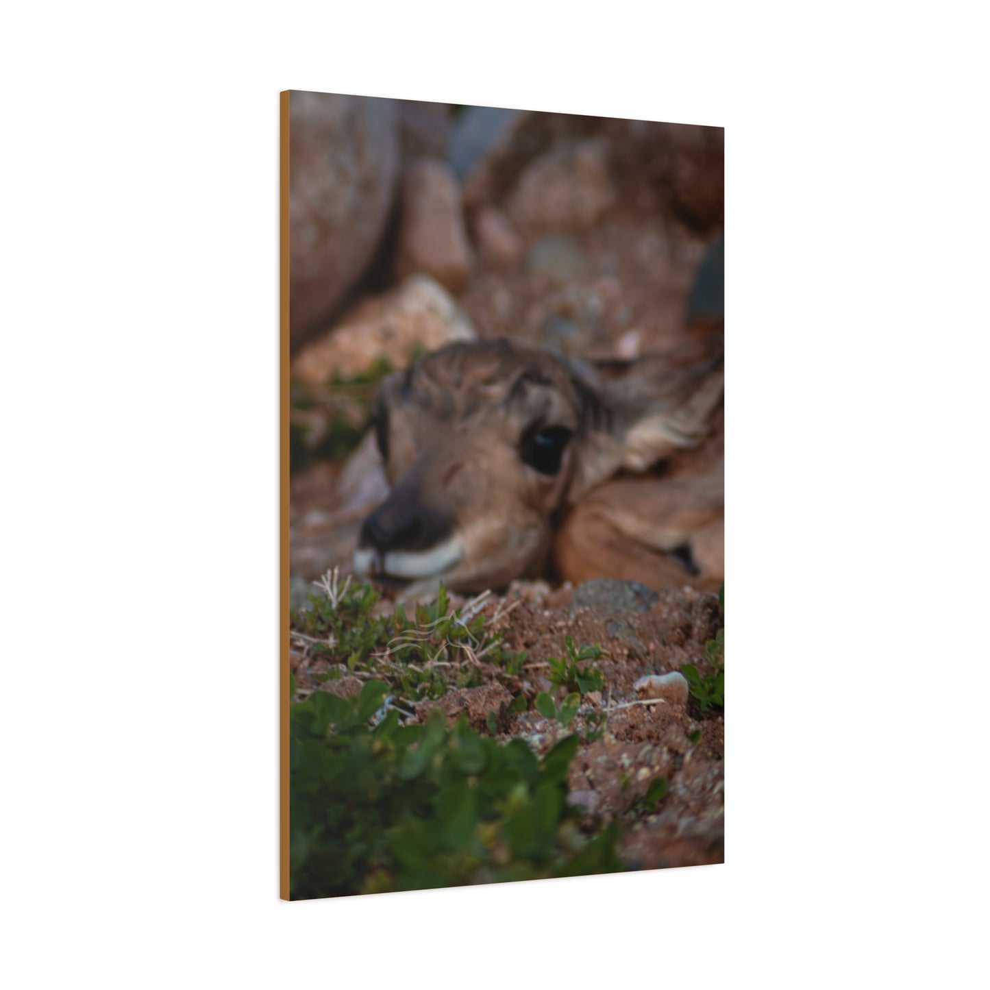 Gentle Antelope Fawn Canvas