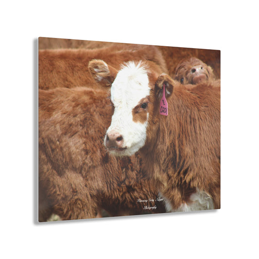 Red, White-Faced Calf Acrylic Prints