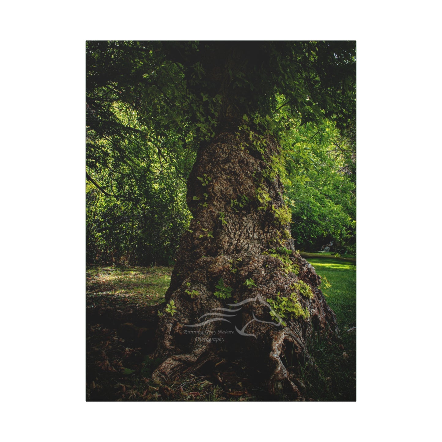 Natural Green Tree Canvas