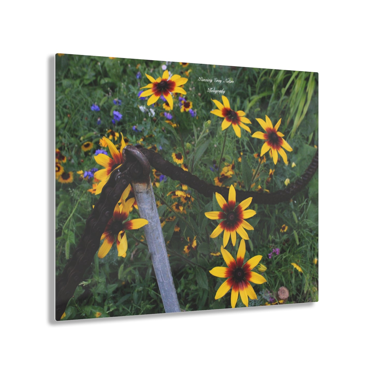 Red and Yellow Sunflowers Acrylic Prints