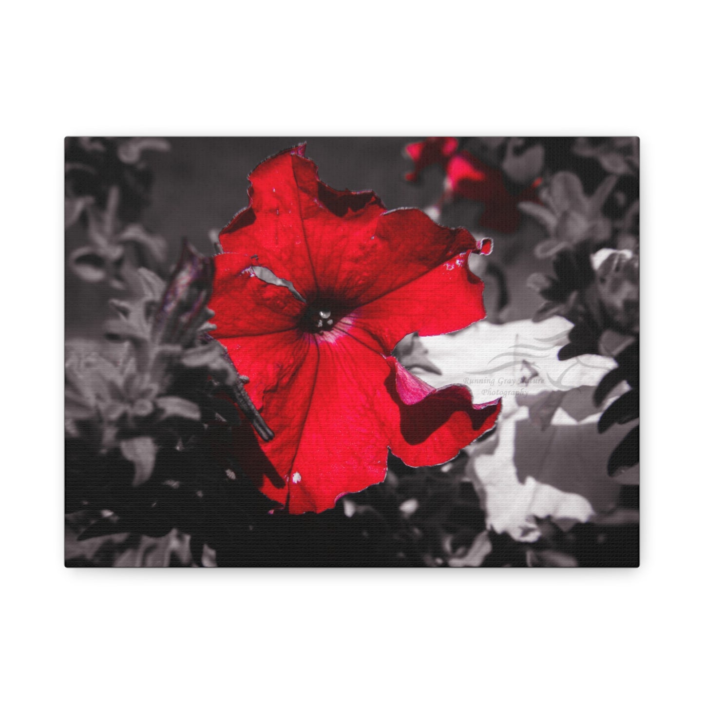 Black and Red Flower Canvas