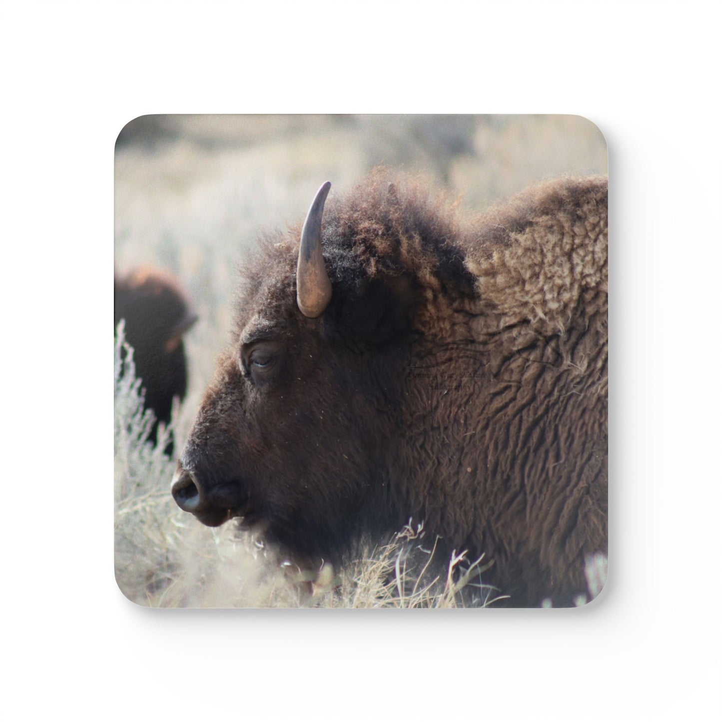 Buffalo Corkwood Coaster Set