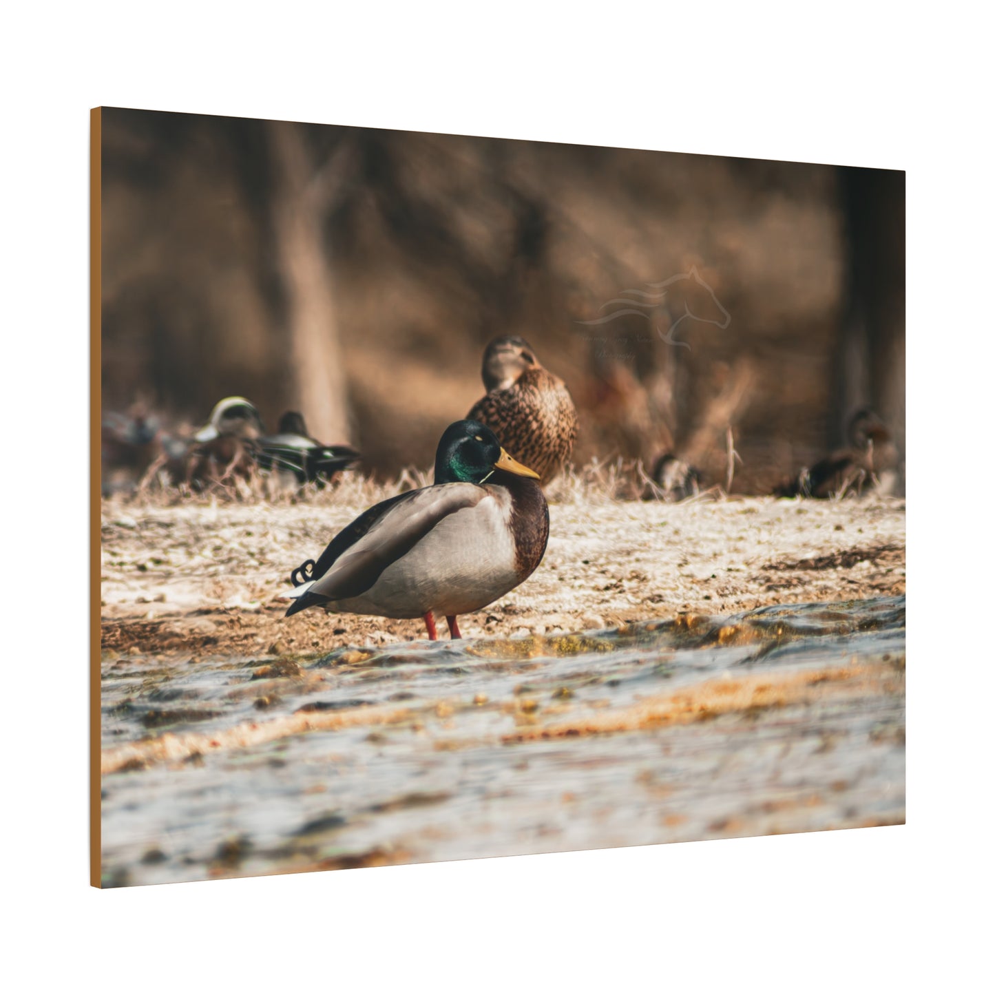 Nature-Inspired Duck Canvas