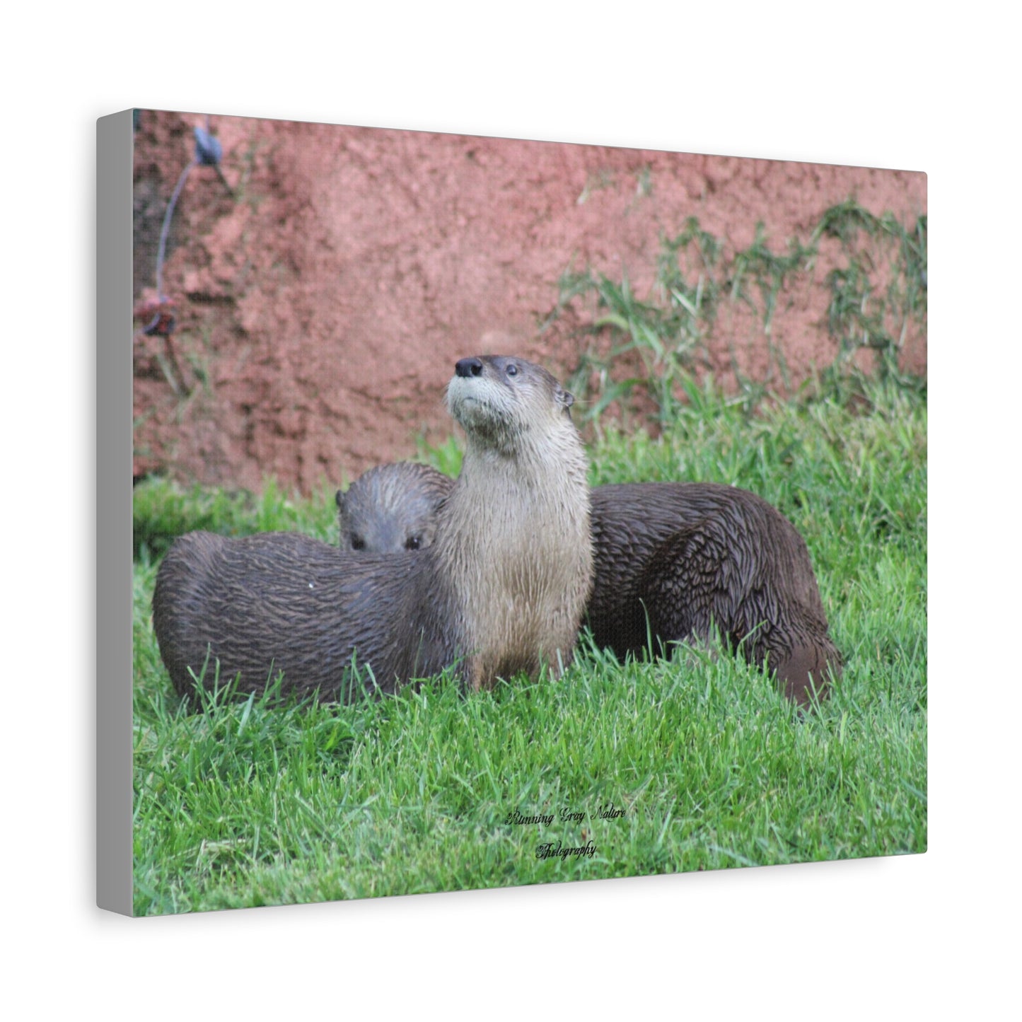 Otter Stare Matte Canvas, Stretched, 1.25"