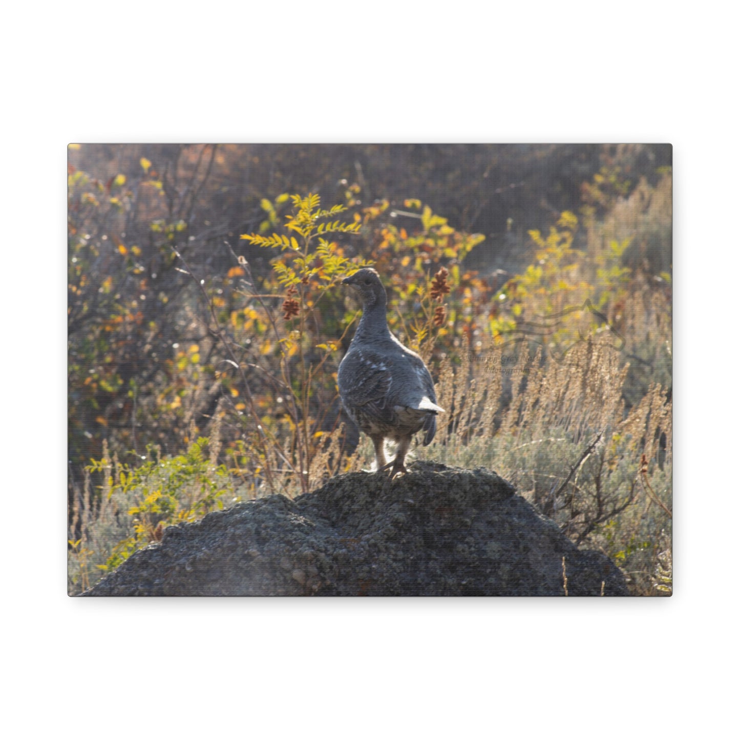 Wyoming Sage Grouse Canvas