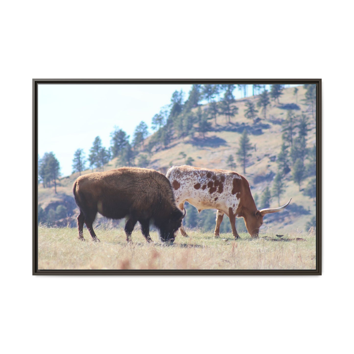 Long Horn and Buffalo Framed Canvas
