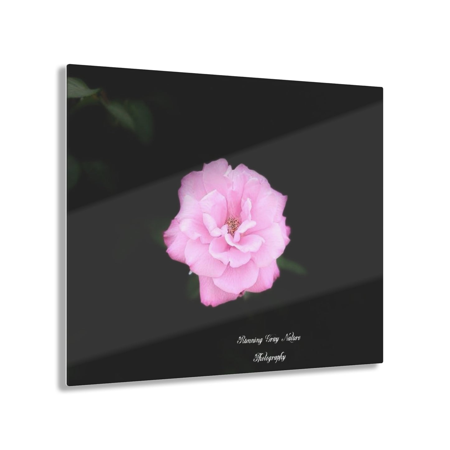 Rose Acrylic Prints