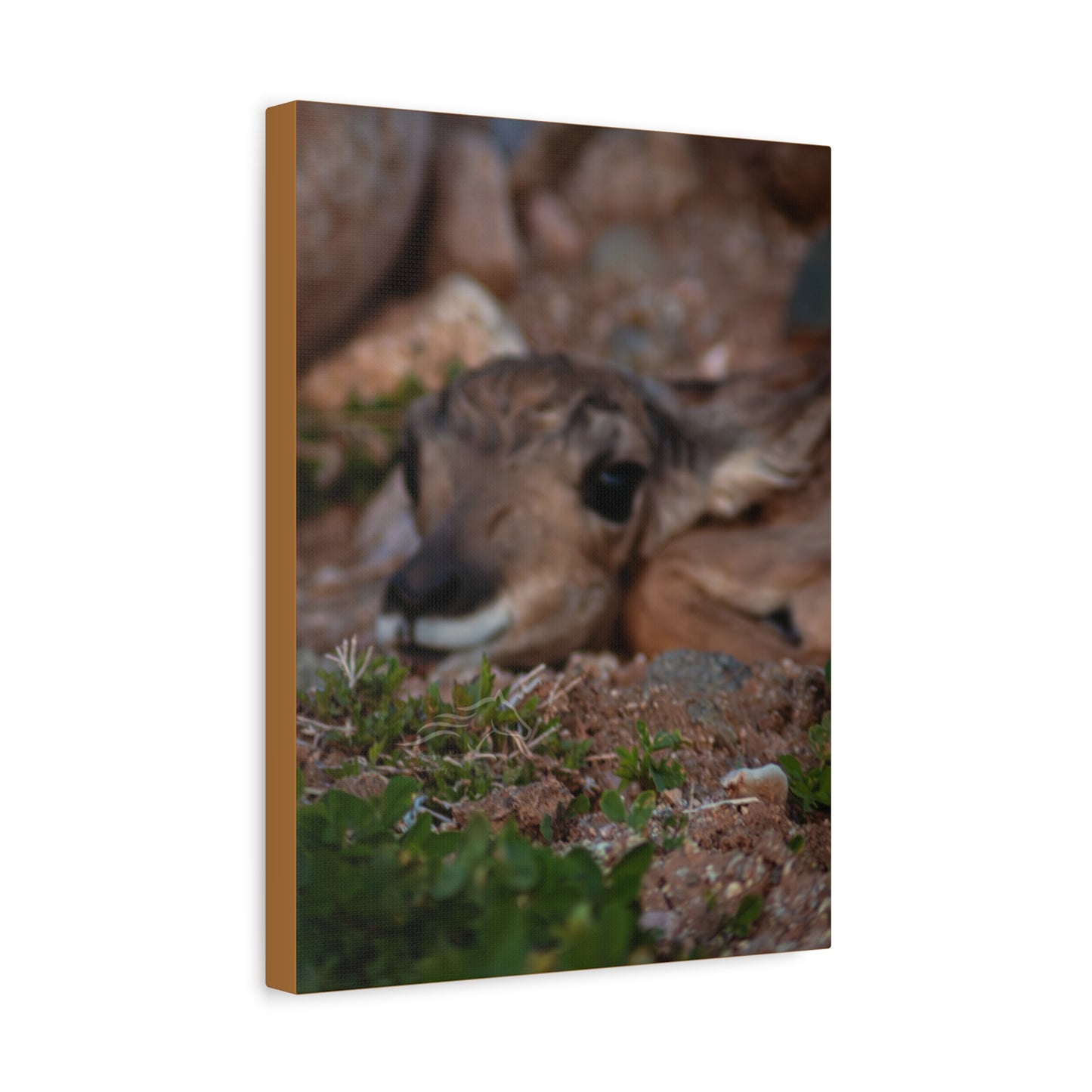 Gentle Antelope Fawn Canvas