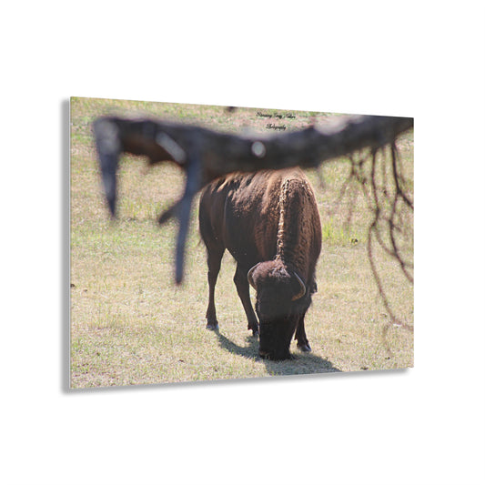 Buffalo Acrylic Prints