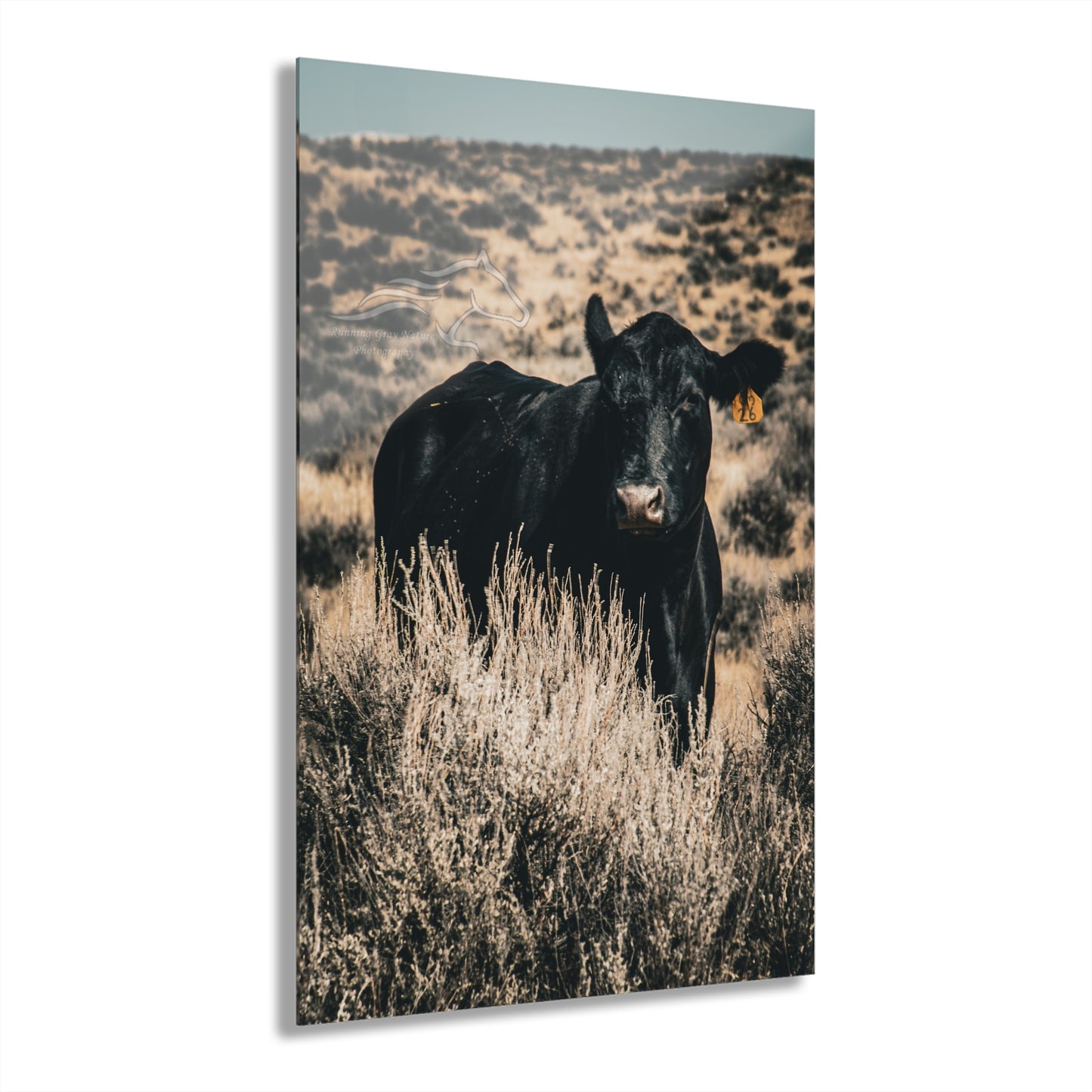 Black Angus Momma Acrylic