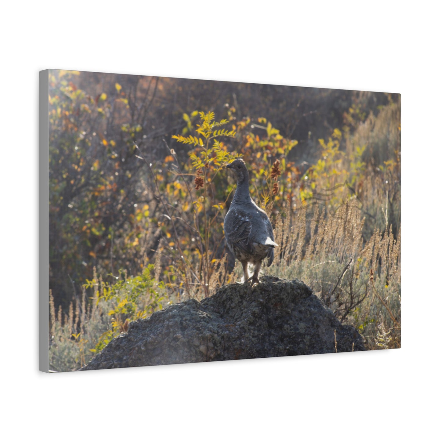 Wyoming Sage Grouse Canvas