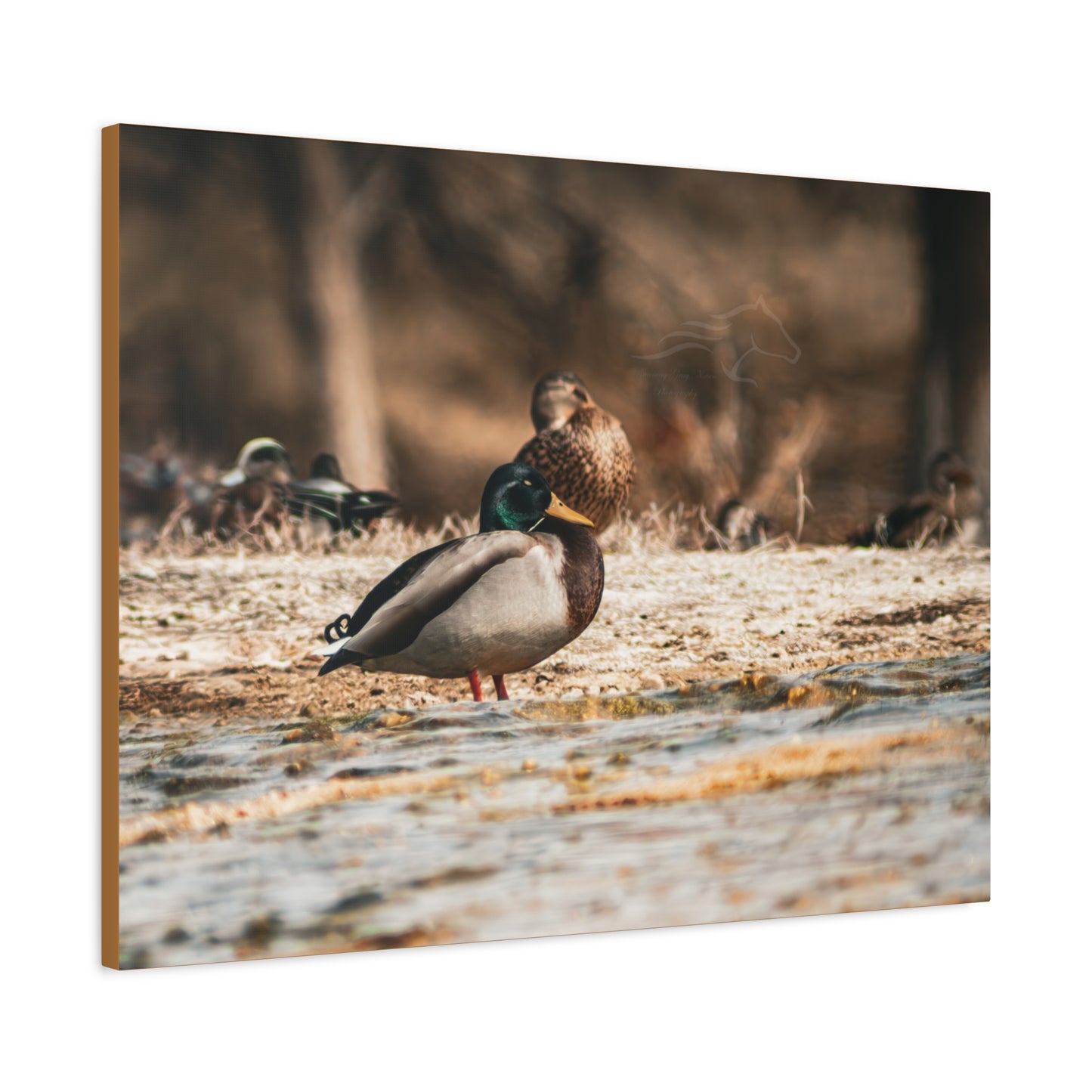 Nature-Inspired Duck Canvas