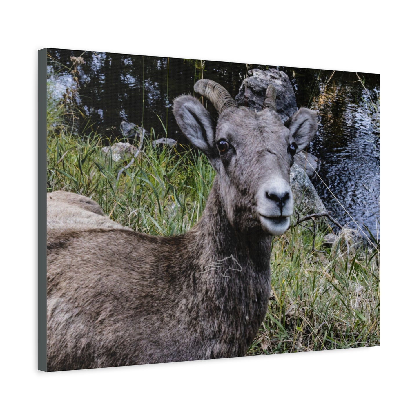 Big Horn Sheep Canvas