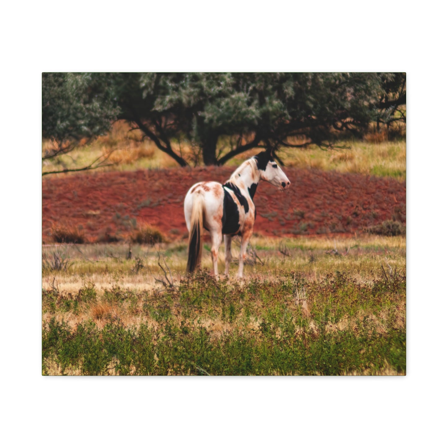 Painted Horse Canvas