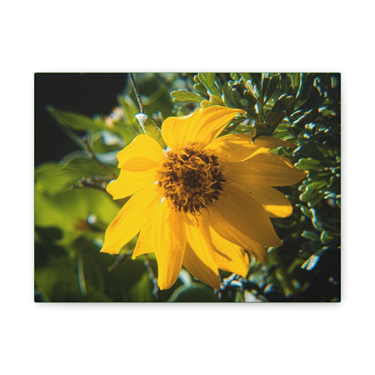 Arrowleaf Balsamroot Canvas