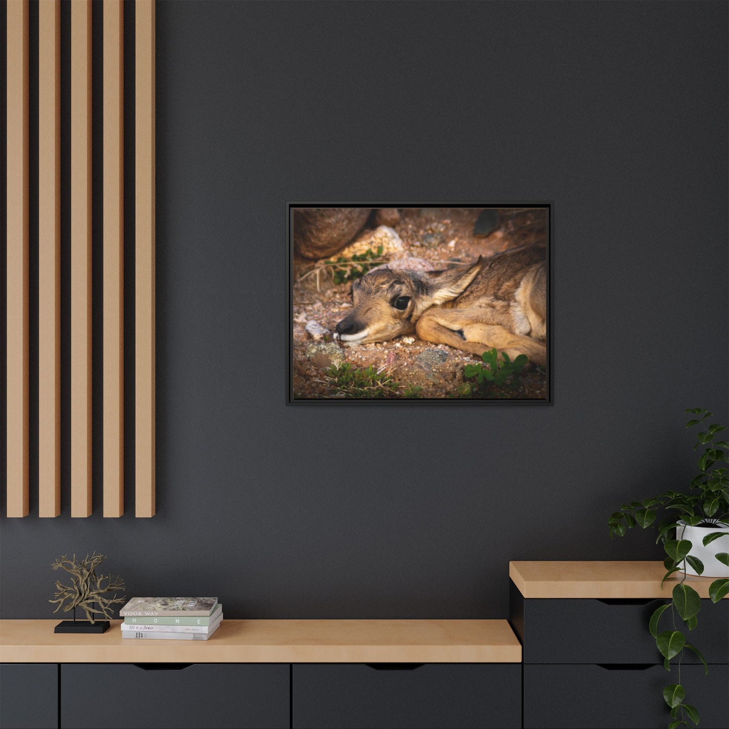 Baby Antelope Framed Canvas