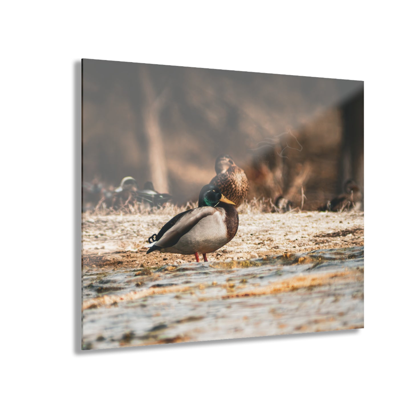 Nature-Inspired Duck Acrylic