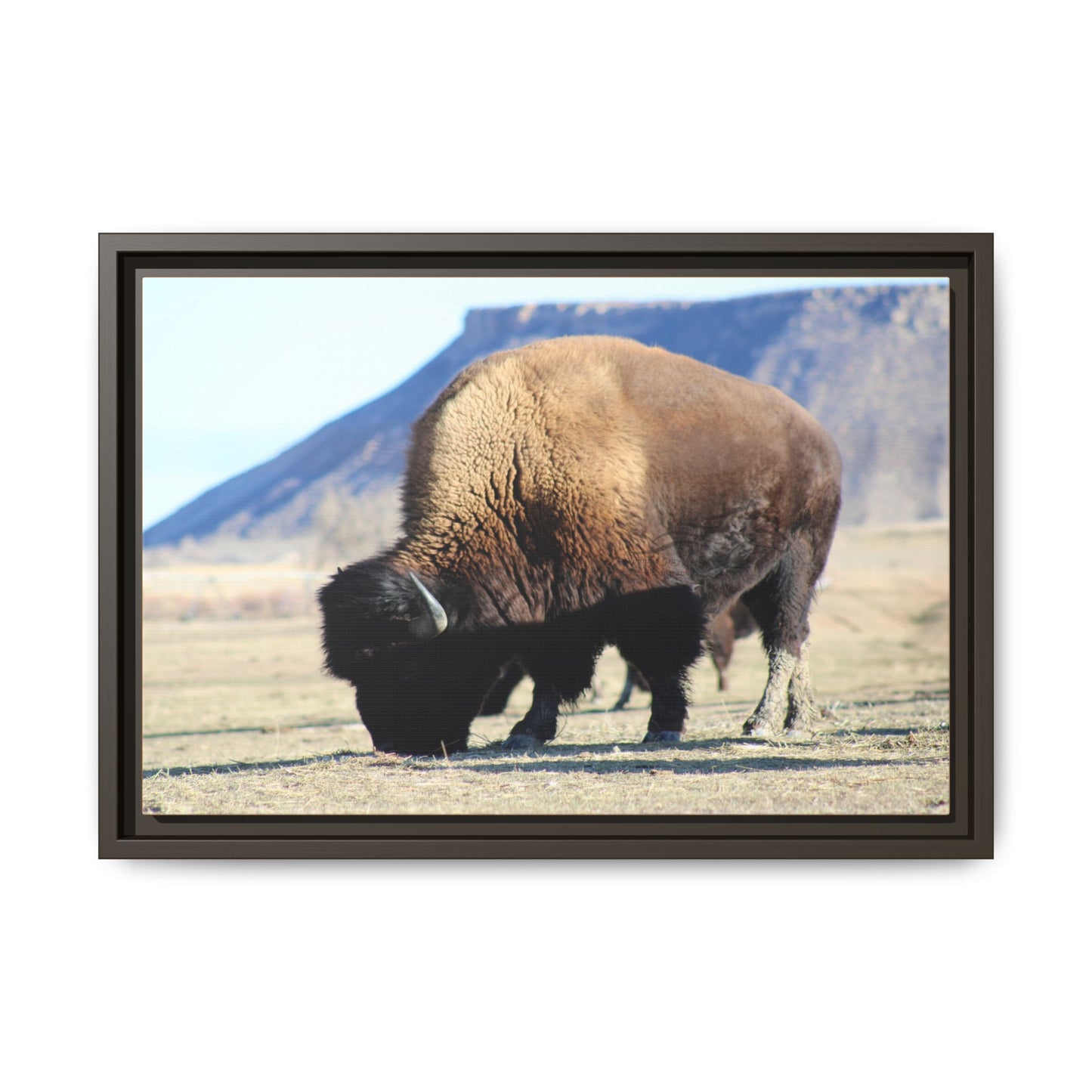 Big Daddy Buffalo Framed Canvas