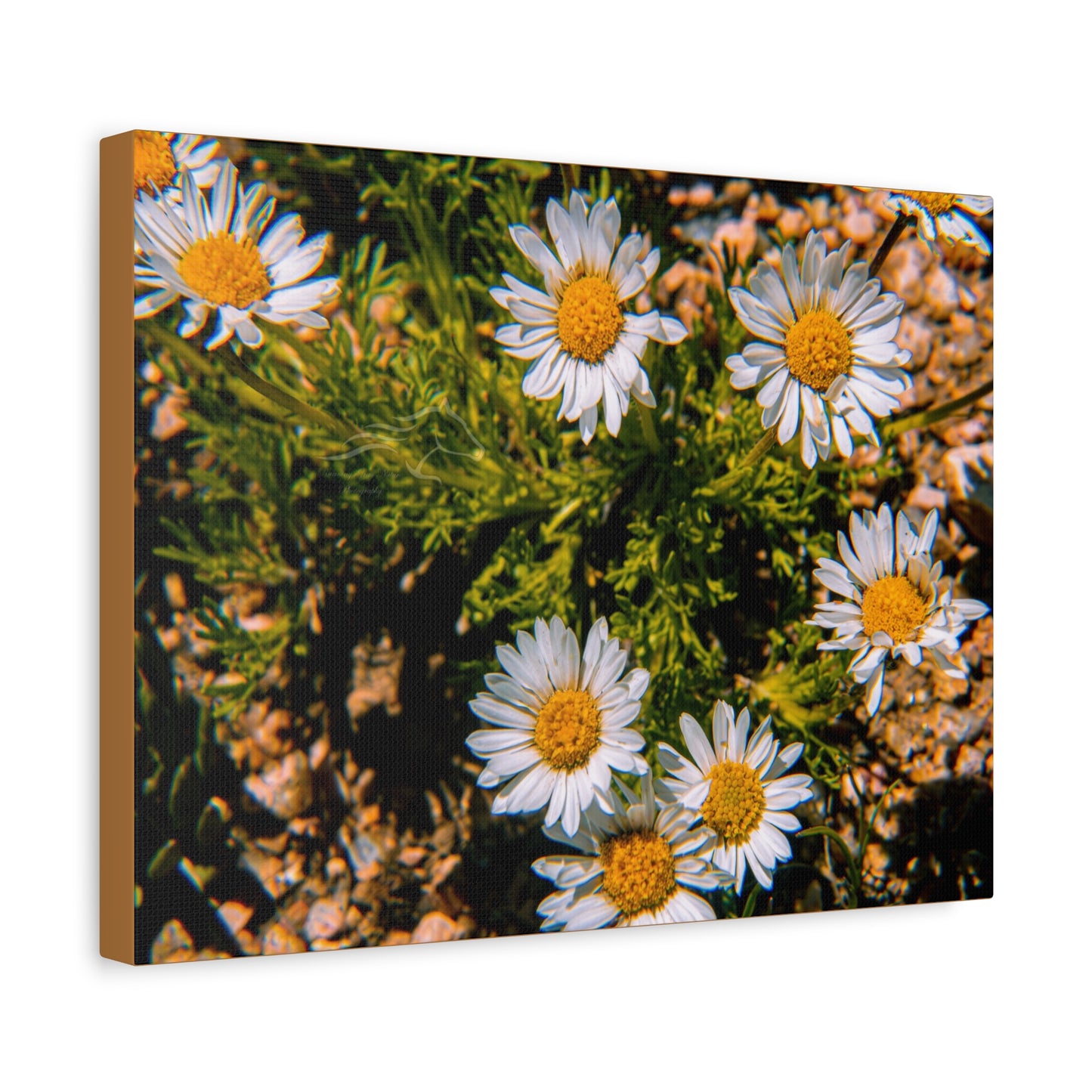 Wild Daisy Canvas
