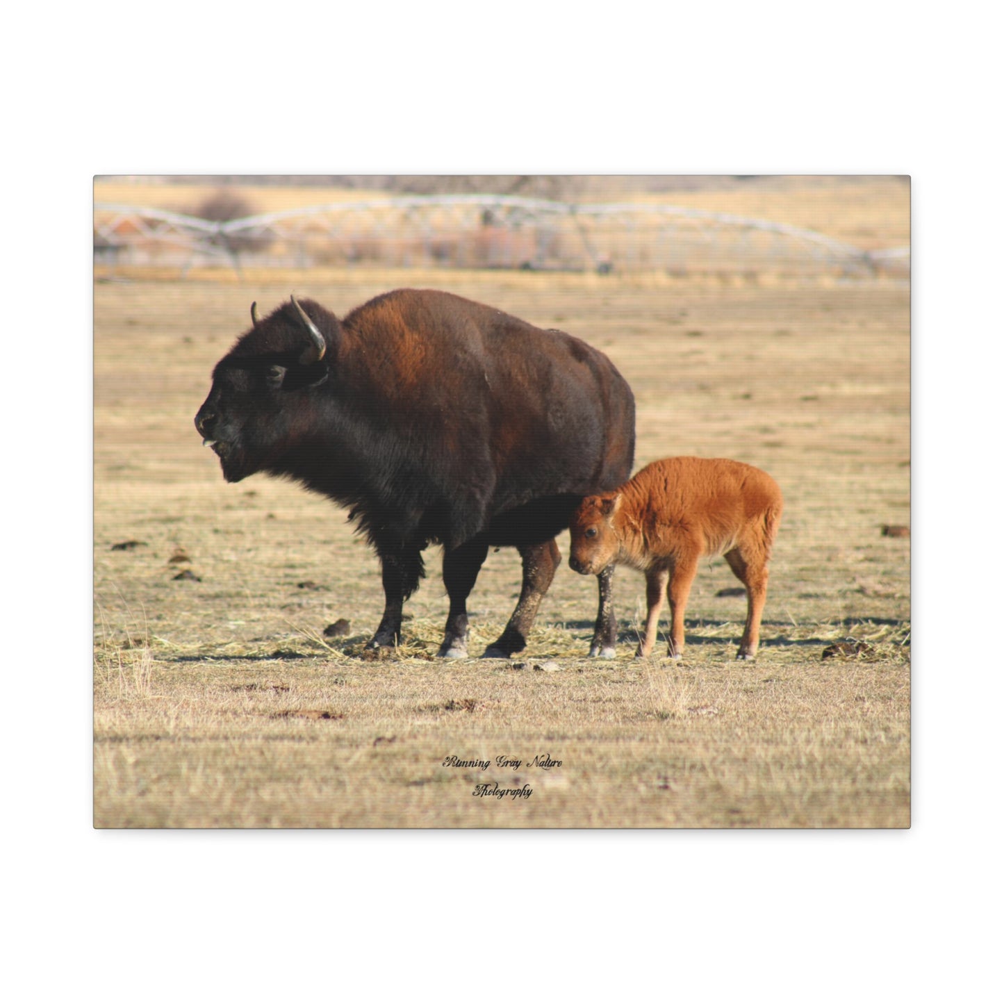 Momma and Baby Buffalo Matte Canvas, Stretched, 1.25"