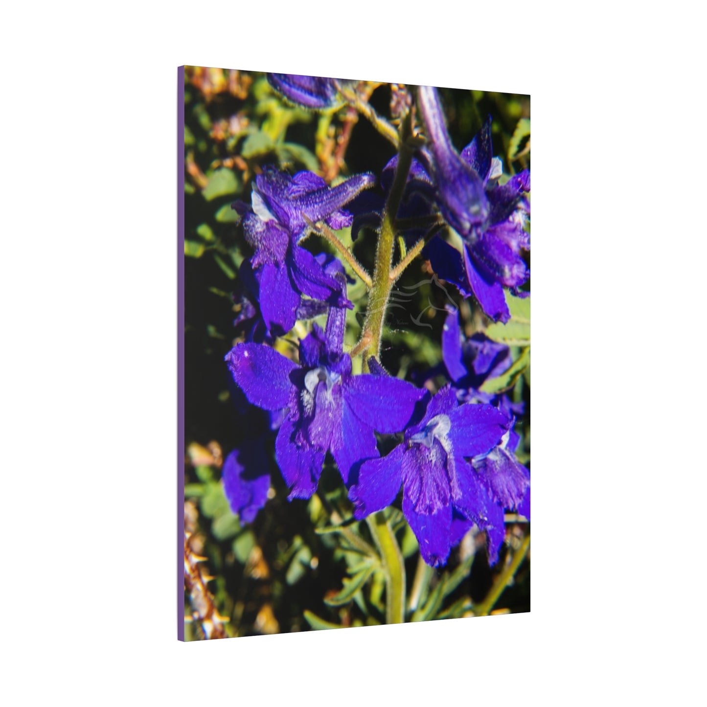 Royal Larkspar Canvas
