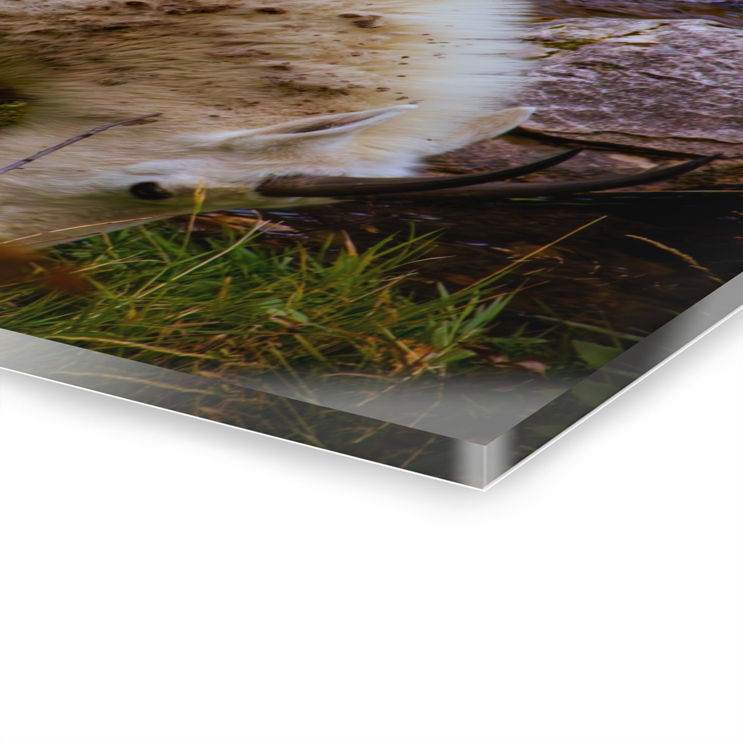 Mountain Goat Acrylic