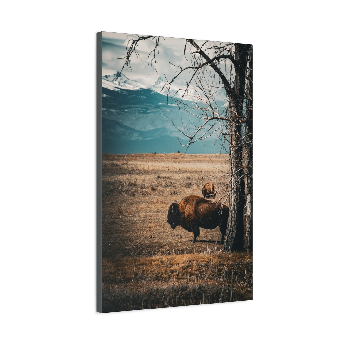 Rustic Bison Mountain Canvas