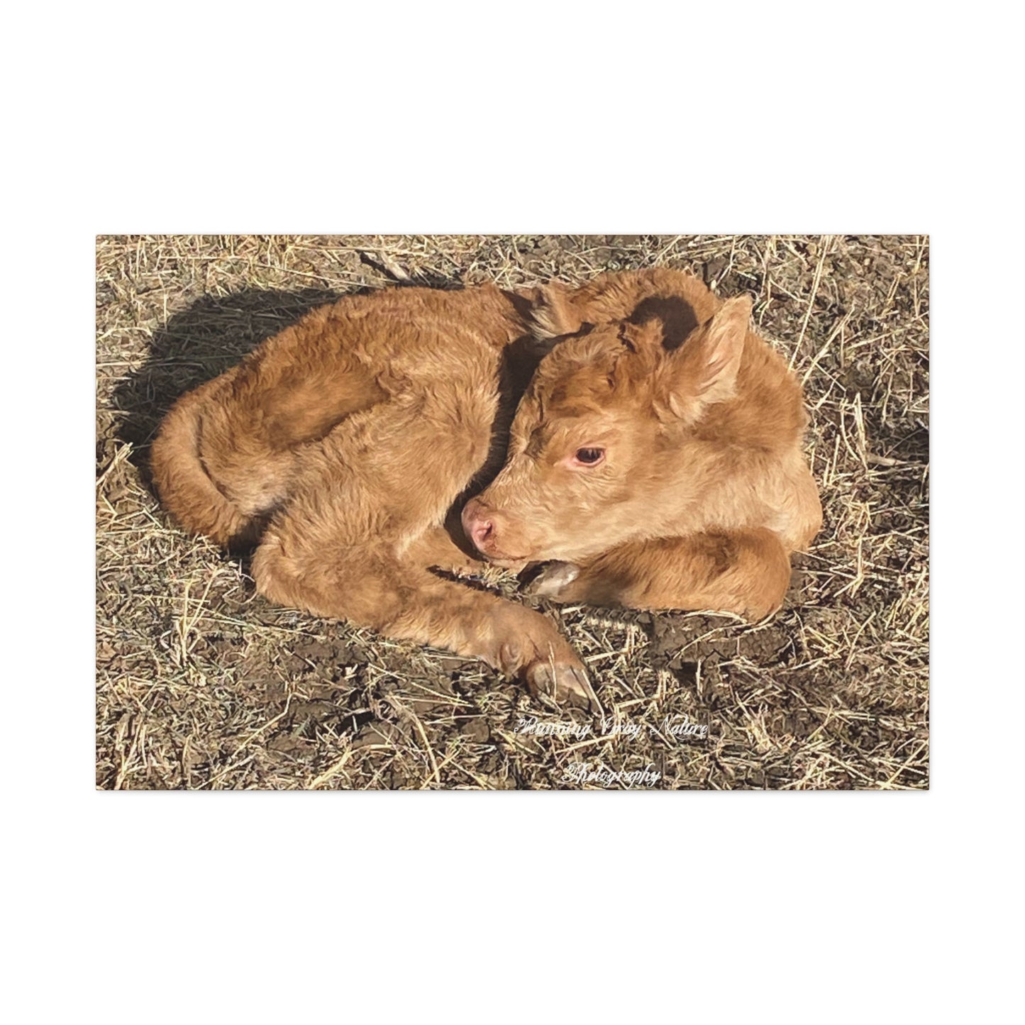 Baby Calf Matte Canvas, Stretched, 1.25"