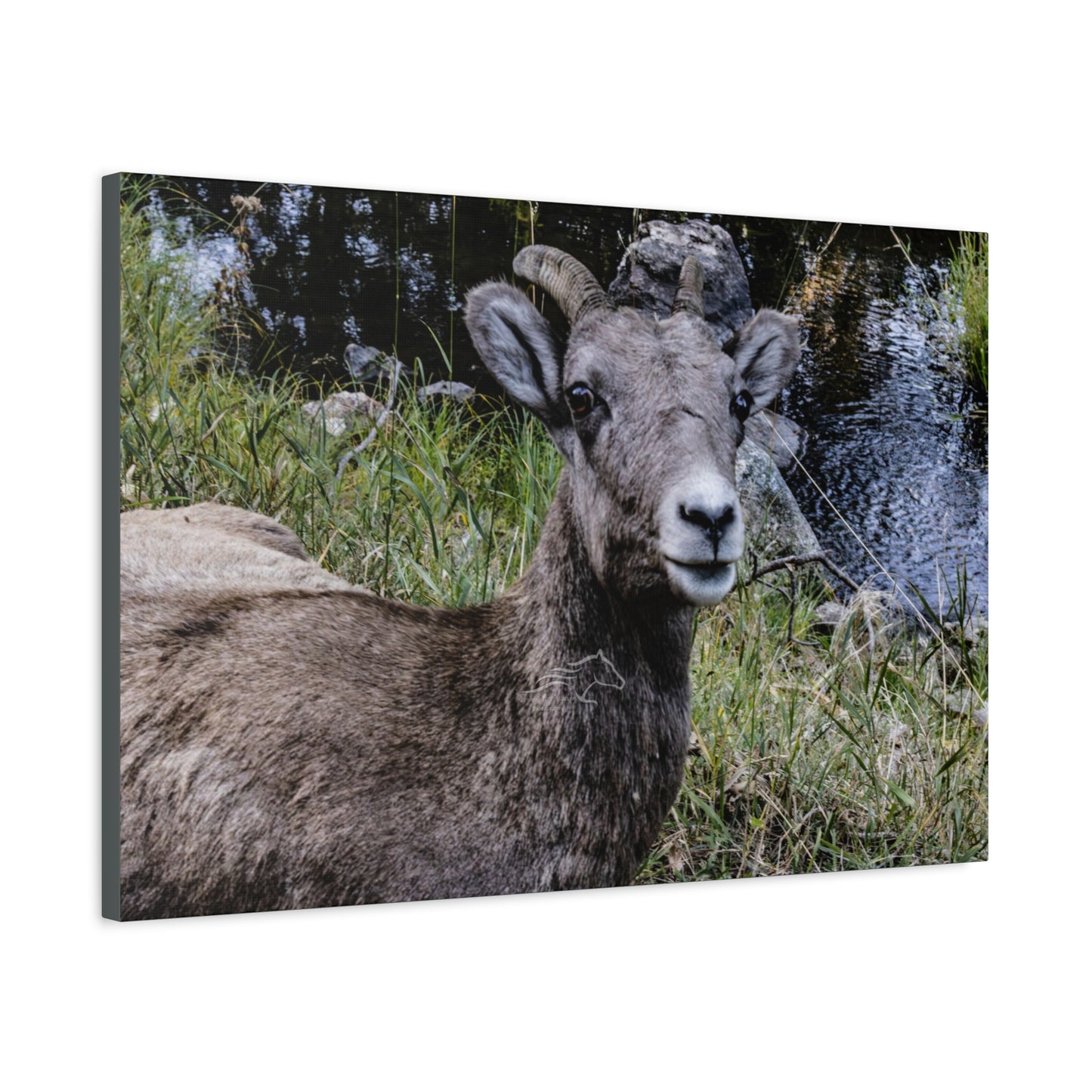 Big Horn Sheep Canvas