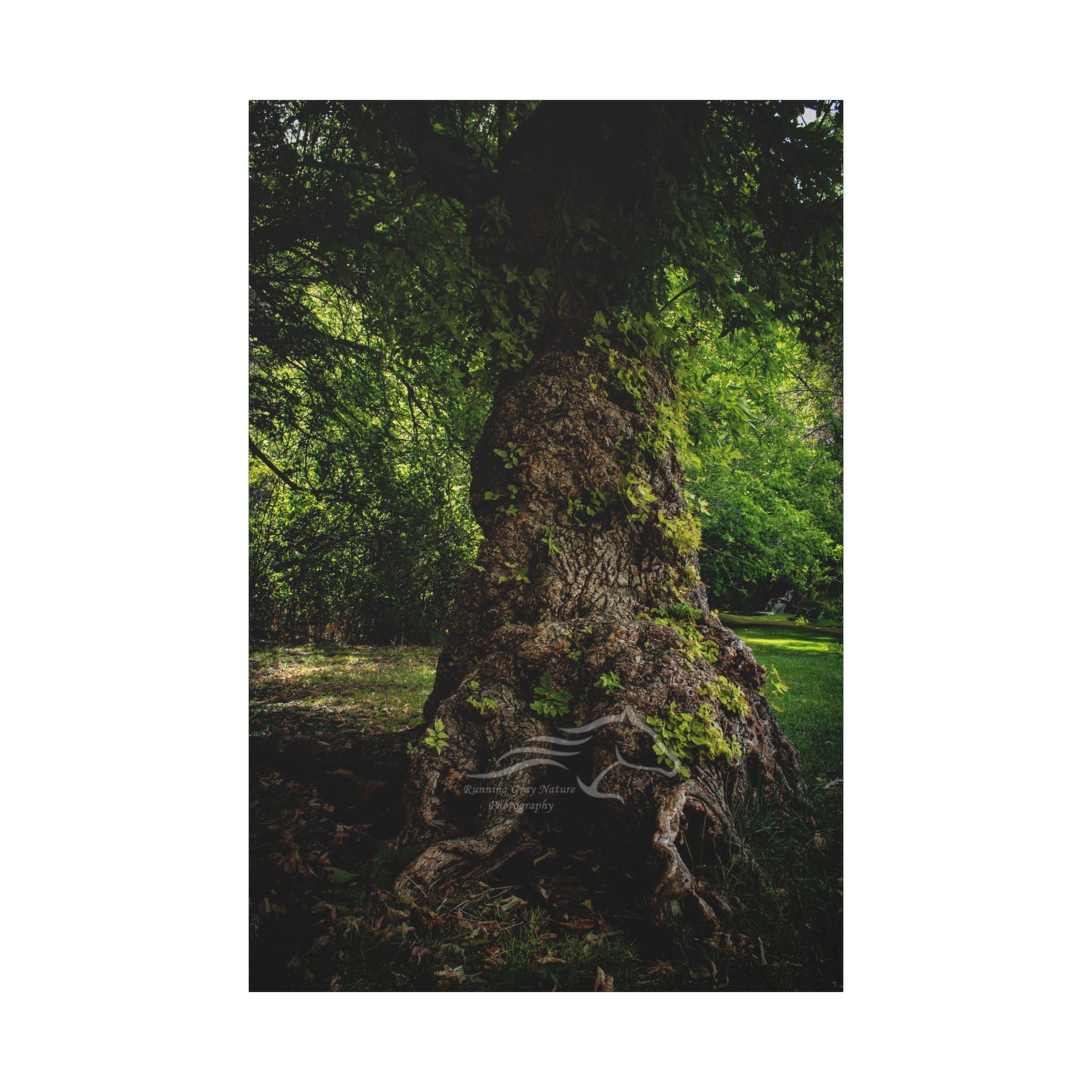 Natural Green Tree Canvas