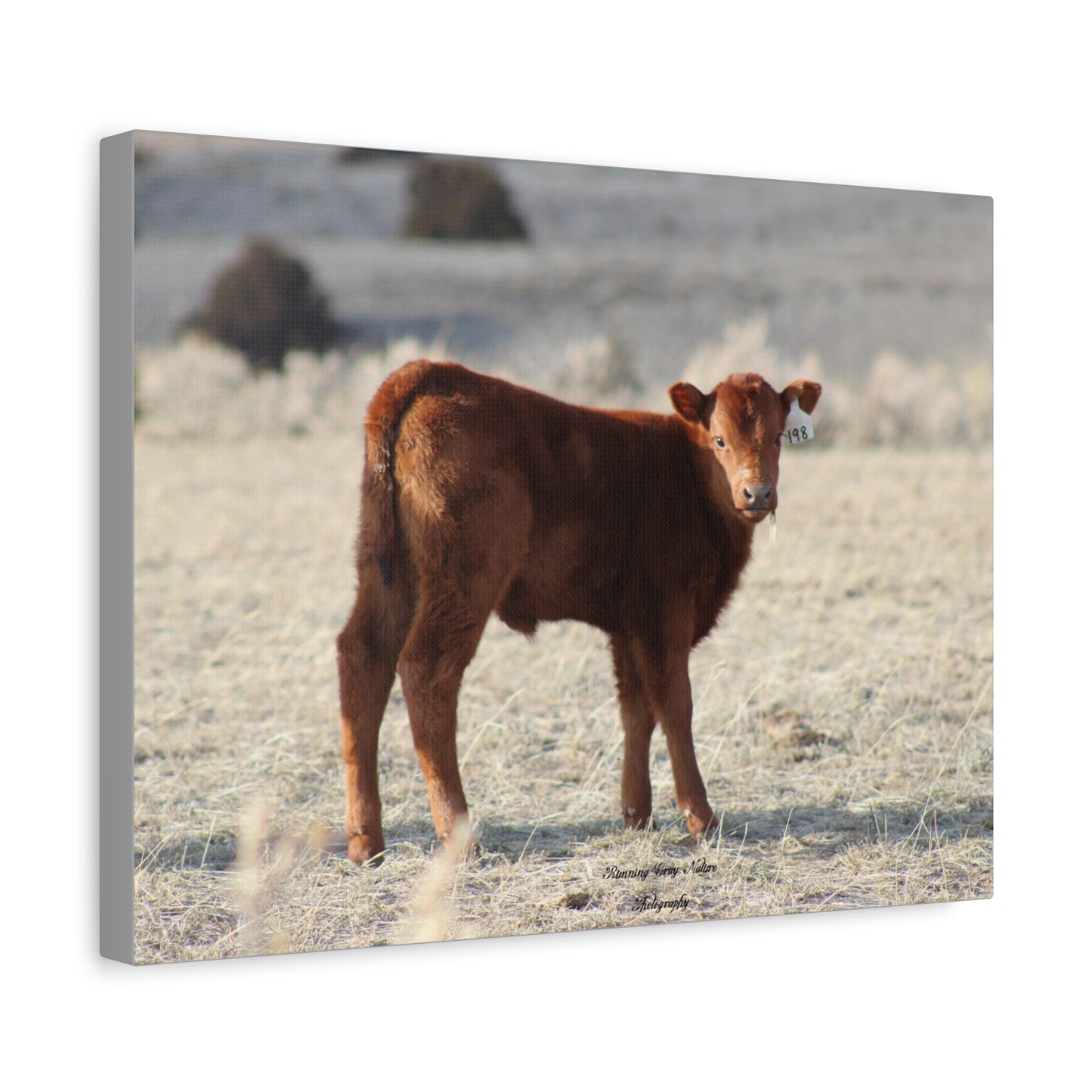 Baby Calf 198 Matte Canvas, Stretched, 1.25"