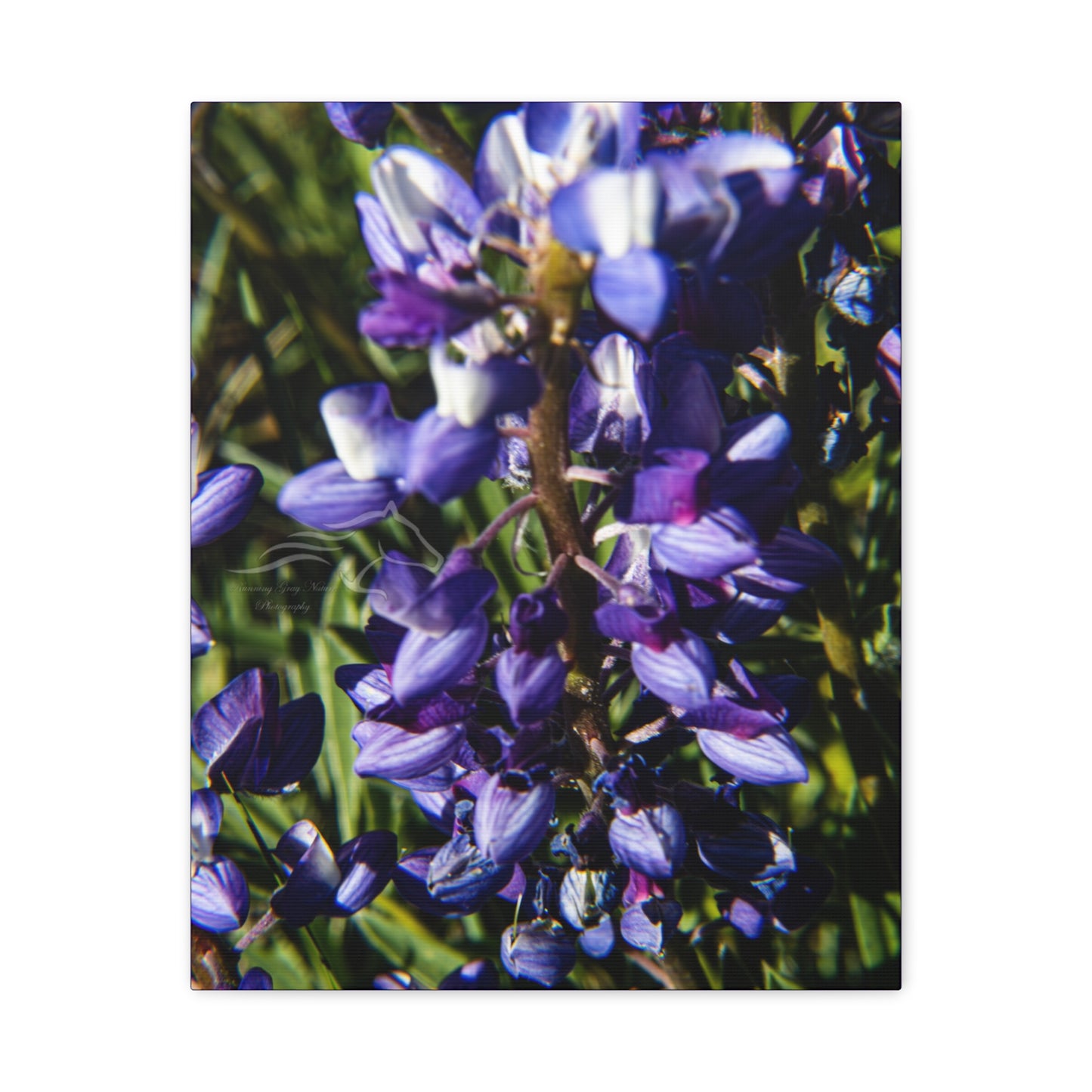 Arctic Lupine Canvas