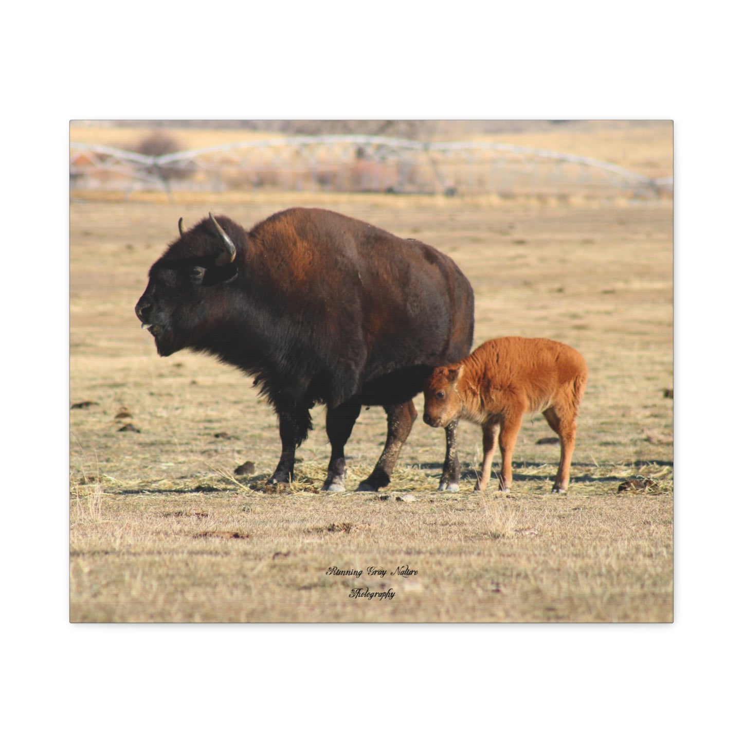 Momma and Baby Buffalo Matte Canvas, Stretched, 1.25"