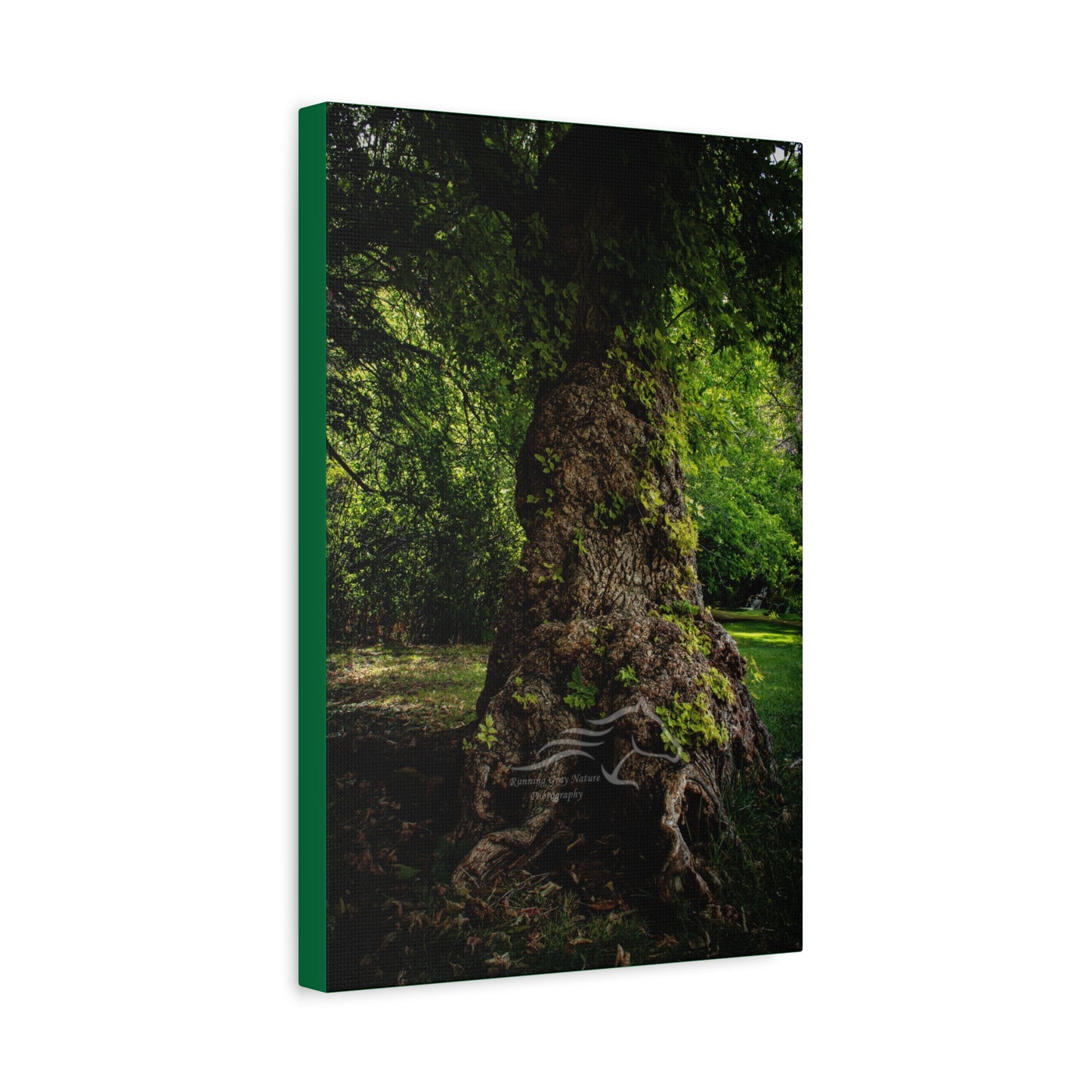 Natural Green Tree Canvas