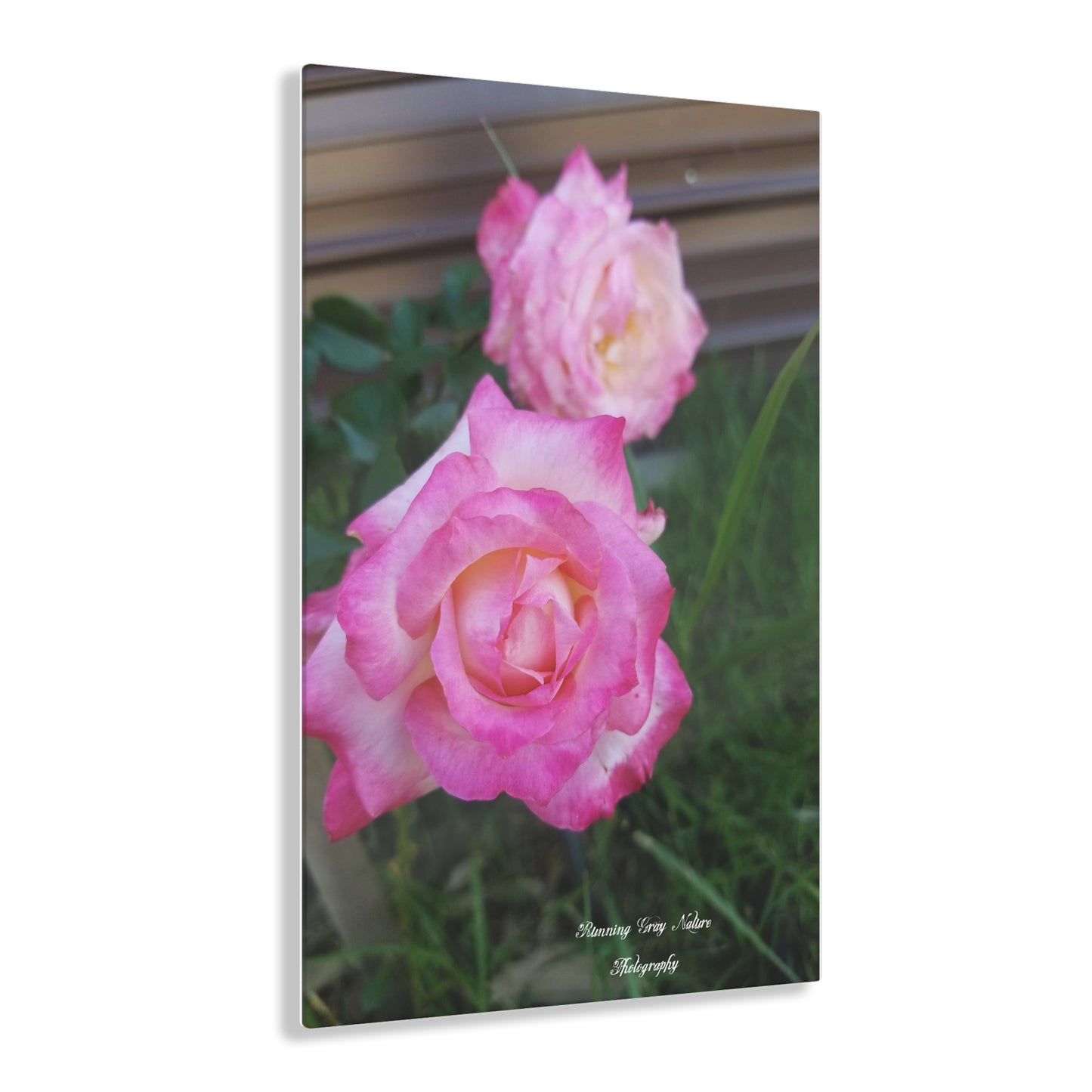 Pink Roses Acrylic Prints