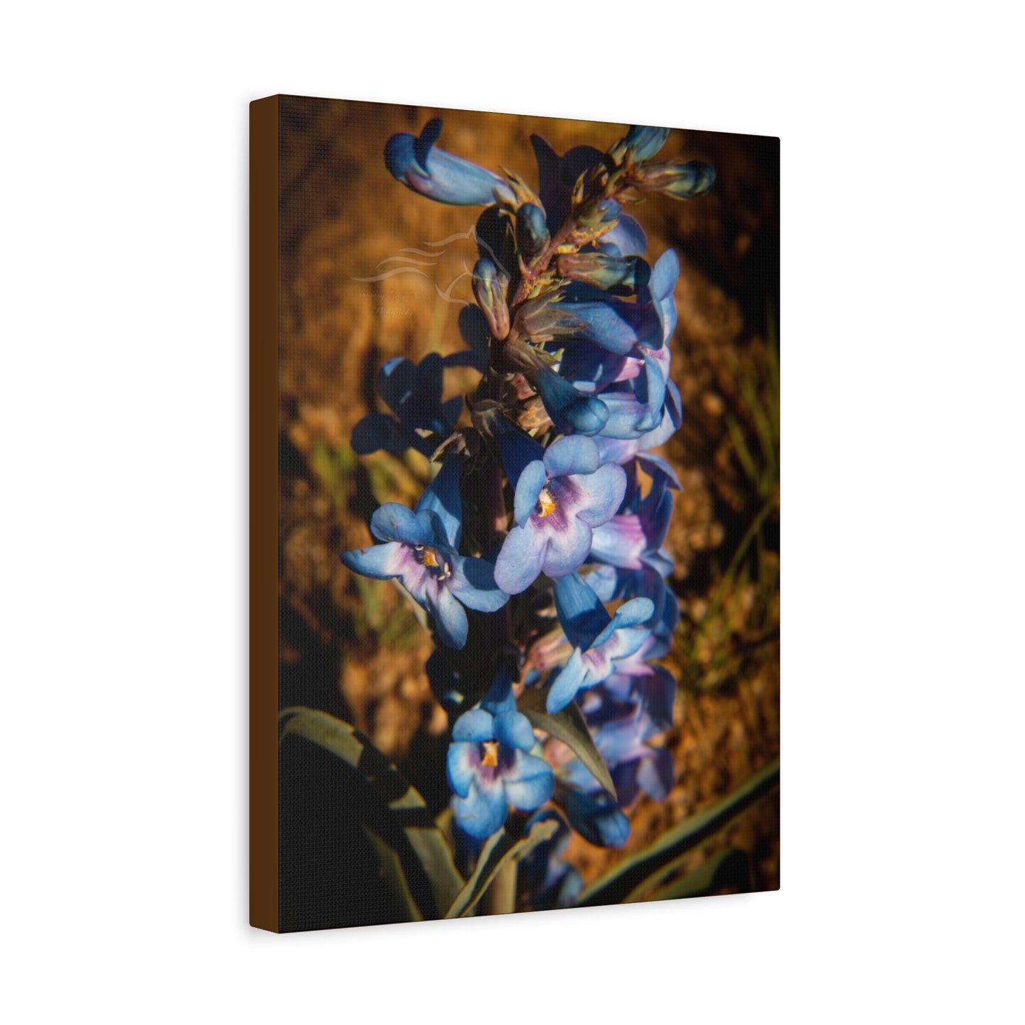 Showy Penstemon Canvas