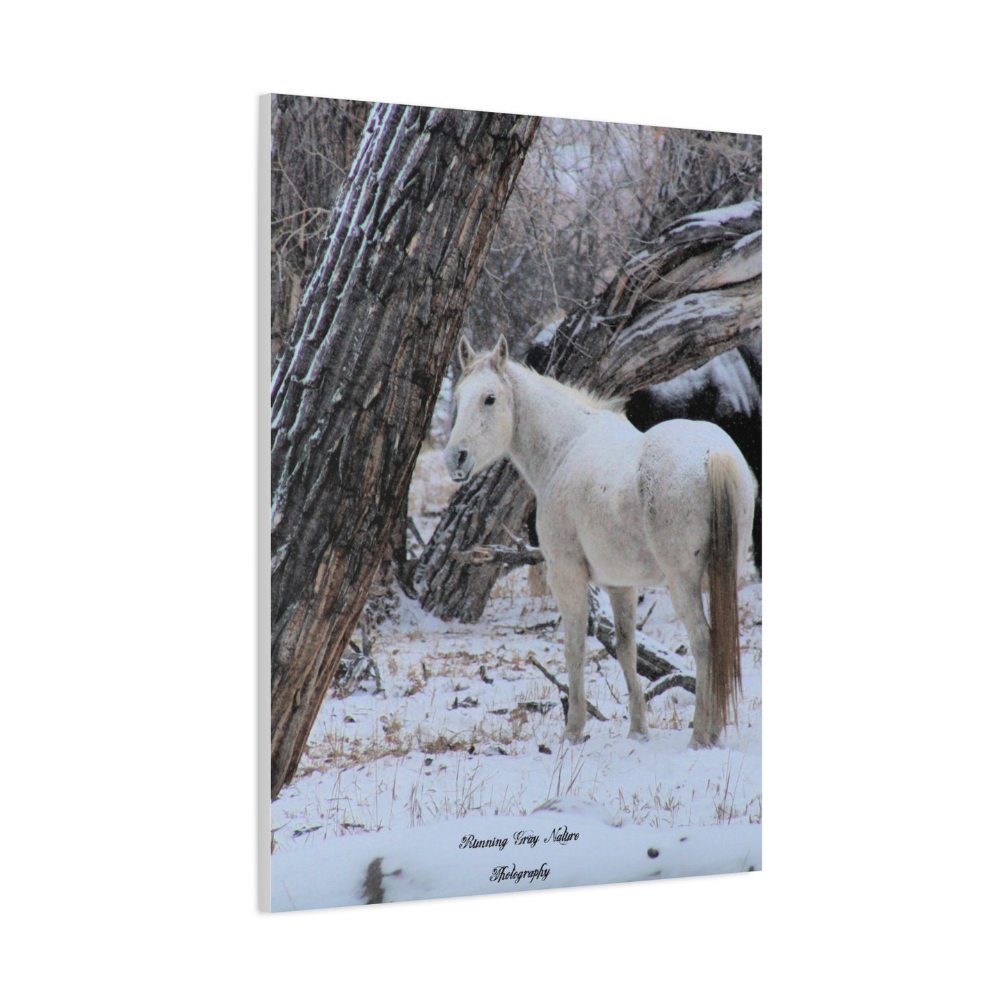 Winter White Horse Matte Canvas, Stretched, 1.25"