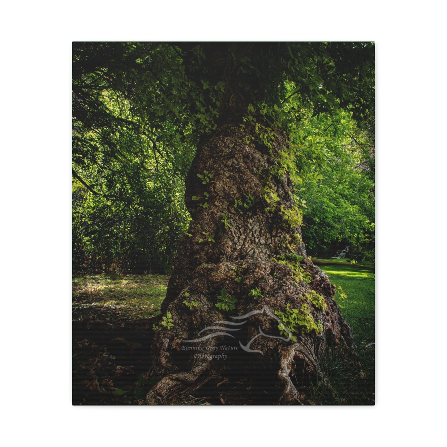 Natural Green Tree Canvas
