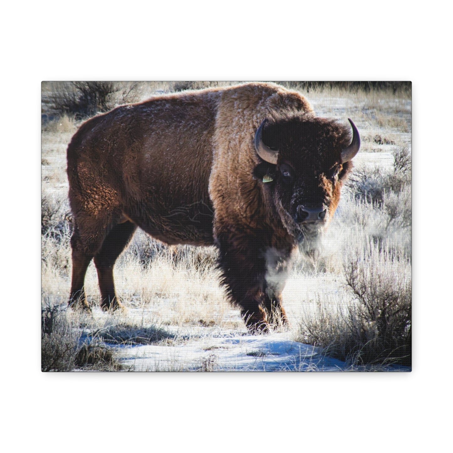 Early Morning Buffalo Canvas
