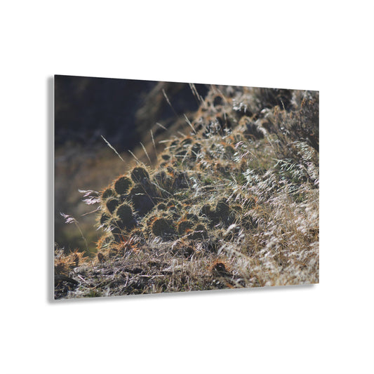 Cactus Acrylic Prints