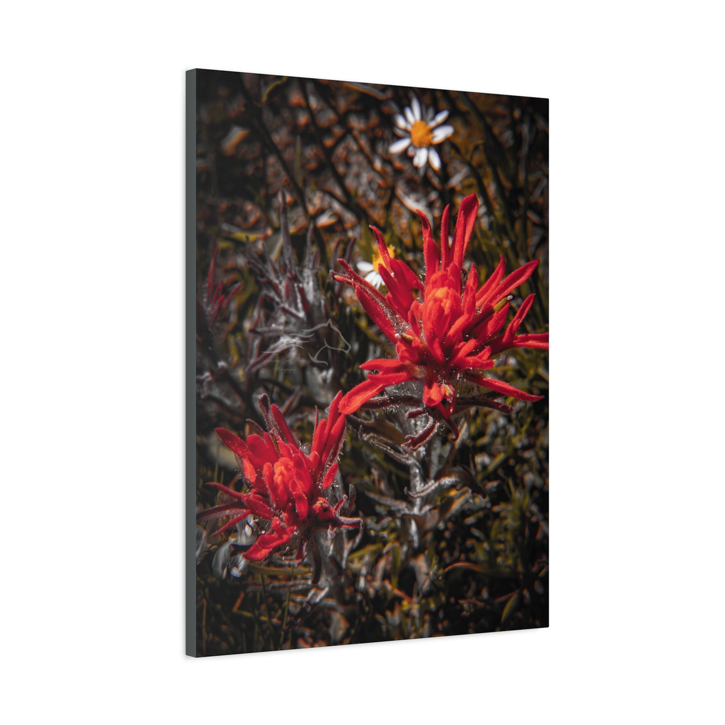 Black and Red Indian Paint Brush Canvas